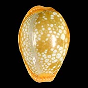 To Conchology (Naria citrina citrina)