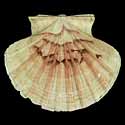 To Conchology (Pecten sulcicostatus)