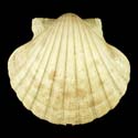 To Conchology (Pecten sulcicostatus)