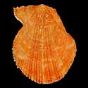 To Conchology (Talochlamys multistriata ORANGE)