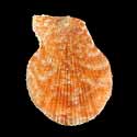 To Conchology (Talochlamys multistriata ORANGE)