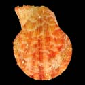 To Conchology (Talochlamys multistriata ORANGE)