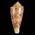 To Conchology (Afonsoconus kinoshitai PERIO)