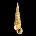 To Conchology (Cerithium matukense)