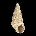 To Conchology (Cerithium crassilabrum)