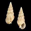 To Conchology (Cerithium crassilabrum)