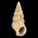 To Conchology (Cerithium crassilabrum)