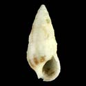 To Conchology (Cerithium egenum)