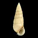 To Conchology (Cerithium nesioticum)