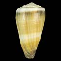 To Conchology (Lividoconus lividus SPECIAL COLOR)