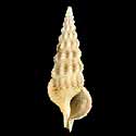 To Conchology (Cerithium rostratum)