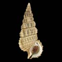 To Conchology (Cerithium dialeucum)