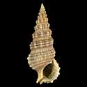 To Conchology (Cerithium dialeucum)