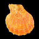 To Conchology (Semipallium dringi ORANGE)