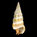 To Conchology (Cerithium balteatum)