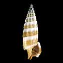 To Conchology (Cerithium balteatum)