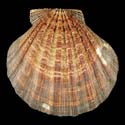 To Conchology (Nodipecten subnodosus)