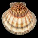 To Conchology (Nodipecten subnodosus SPECIAL COLOR)