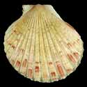 To Conchology (Aequipecten commutatus commutatus PALE)