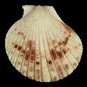 To Conchology (Aequipecten commutatus commutatus PALE)