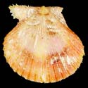 To Conchology (Cryptopecten nux ORANGE)