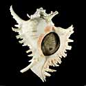 To Conchology (Chicoreus ramosus LARGE)