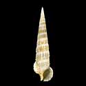 To Conchology (Cerithium matukense)