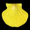 To Conchology (Cryptopecten bullatus YELLOW)