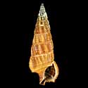 To Conchology (Cerithium buzzurroi)