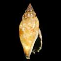 To Conchology (Tridentarius dentatus LARGE)