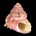 To Conchology (Astralium provisorium PINK)