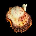 To Conchology (Spondylus candidus)