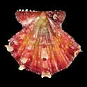 To Conchology (Mirapecten mirificus RISING SUN)