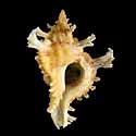 To Conchology (Chicoreus banksii YELLOW)