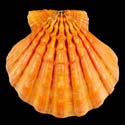 To Conchology (Nodipecten subnodosus ORANGE)