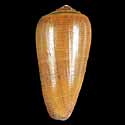 To Conchology (Darioconus vezoi LARGE)