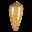 To Conchology (Darioconus vezoi)