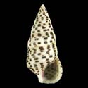 To Conchology (Cerithium punctatum)