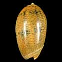 To Conchology (Oliva bulbiformis ORANGE)