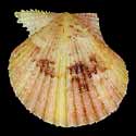 To Conchology (Cryptopecten nux BROWN SUNRAY)