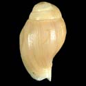 To Conchology (Adelomelon brasiliana YOUNG)