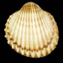 To Conchology (Acanthocardia tuberculata)