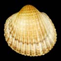 To Conchology (Acanthocardia tuberculata)