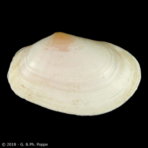 Macoma brevifrons