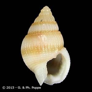 Nassarius kirstenae