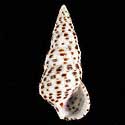 To Conchology (Cerithium punctatum)