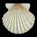 To Conchology (Aequipecten tehuelchus madrynensis)