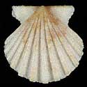 To Conchology (Aequipecten tehuelchus madrynensis)