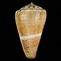 To Conchology (Lividoconus biliosus)