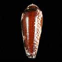 To Conchology (Darioconus magnificus THAILAND)